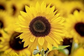 Imagem de um girasol: uma flor amarela