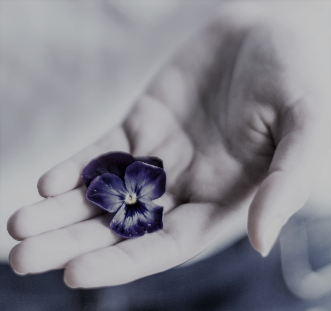 Imagem de uma mão feminina com a palma virada para cima. Sobre a palma da mão há uma flor de amor perfeito. A ideia que a mão oferece a flor para você.
