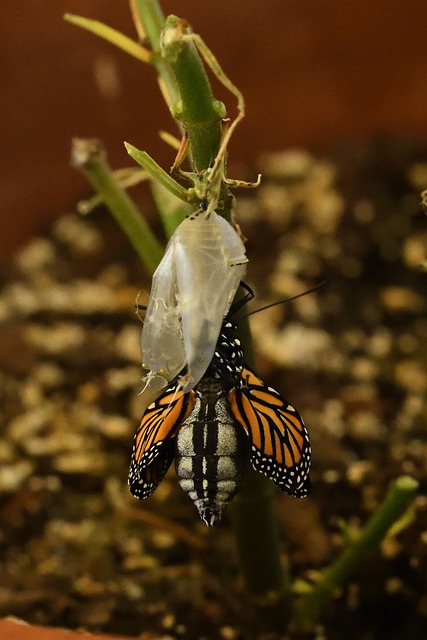 Crisálida borboleta monarca