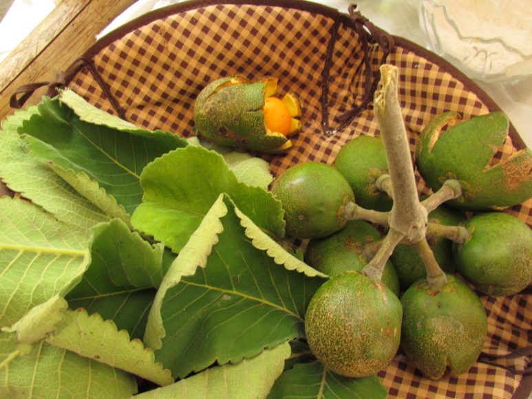 Pequi - fruto típico do cerrado. 