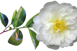 Camelia-flor-Imagem-de-Beverly-Buckley-in-Pixabay-2020