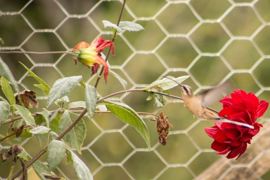 Observo o passarinho. Cuido as flores.