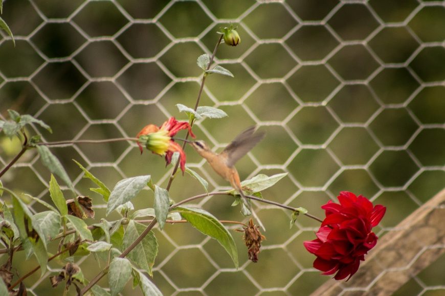 Observo o passarinho que beija as flores