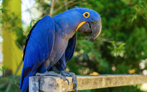 Arara azul. Foto H20 ecoturismo