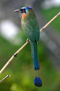 Udu de coroa azul