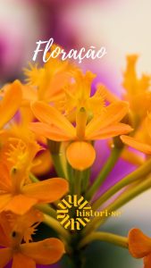 Floração é o título do poema presente neste post. A imagem mostra uma ramo de flores cor de laranja.