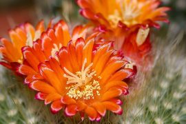 Flores de cacto