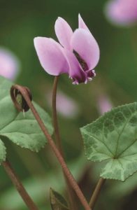 Flor cíclame